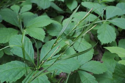 Carex hitchcockiana, photographed by Quinten Wiegersma