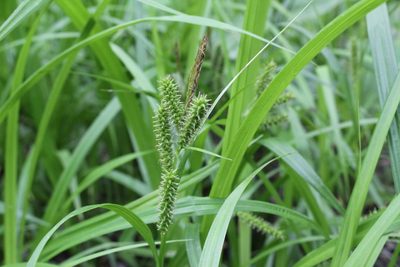 Carex scabrata, photographed by Quinten Wiegersma
