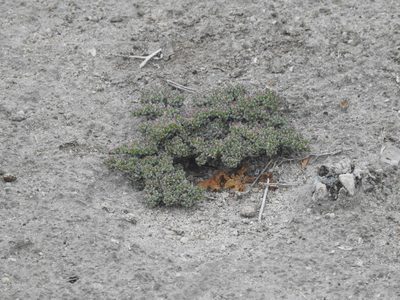 Frankenia pulverulenta, photographed by Andy Kleinhesselink