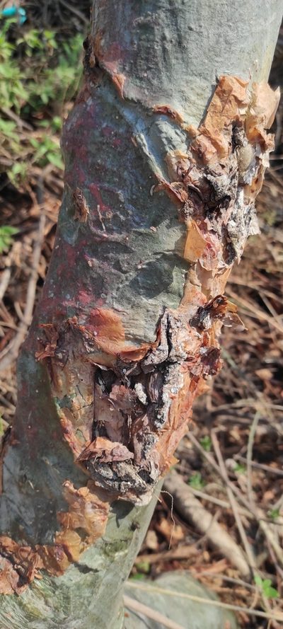 Bursera grandifolia, photographed by Elena Brancaccio