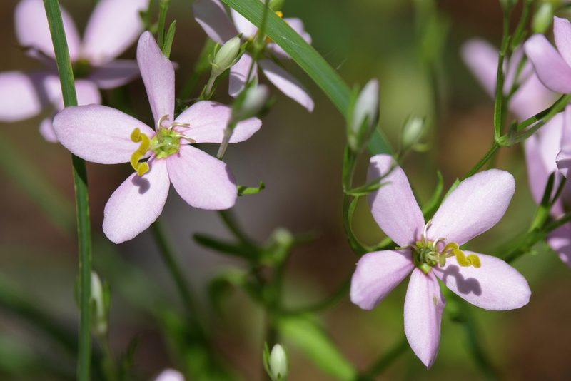 Sabatia brachiata, photographed by Lauren McLaurin