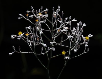 Lophiola aurea, photographed by Lauren McLaurin