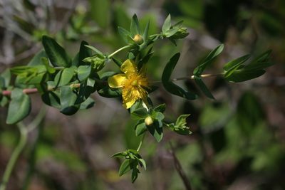 Hypericum myrtifolium, photographed by Lauren McLaurin