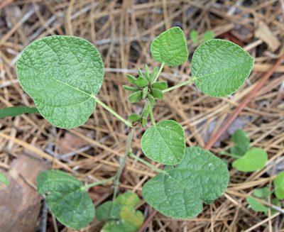 Rhynchosia reniformis, photographed by Lauren McLaurin
