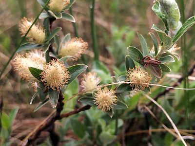 Salix brachycarpa, photographed by Doug Macaulay