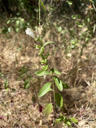 Scutellaria californica, photographed by Leah Gardner