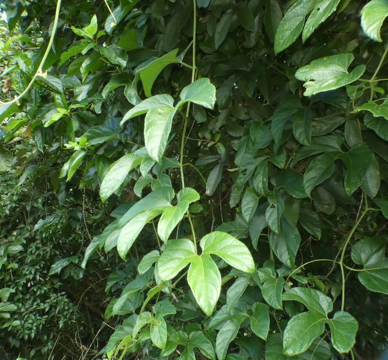 Gurania lobata, photographed by Helio Lourencini