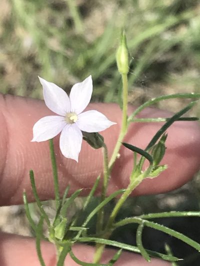 Ipomopsis laxiflora, photographed by Ryan Donnelly