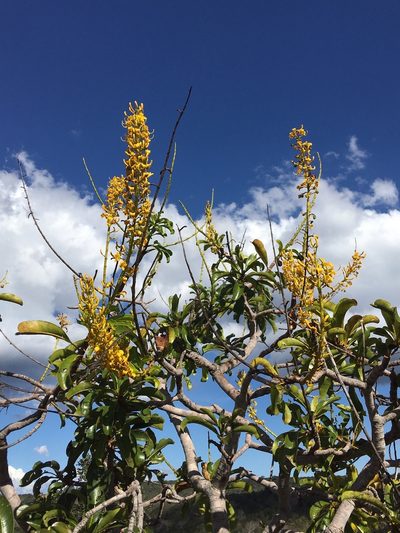 Vochysia rufa, photographed by B. Phalan