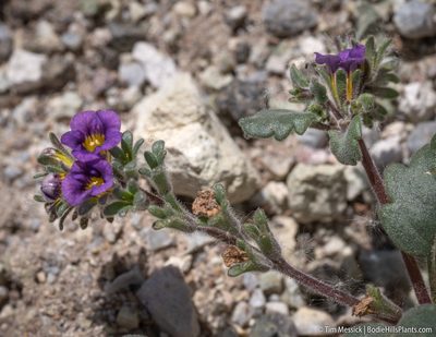 Phacelia gymnoclada, photographed by Tim Messick