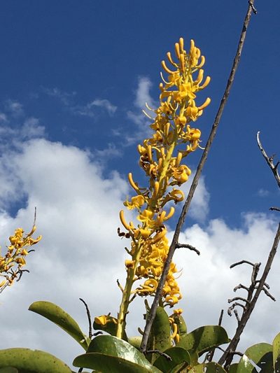 Vochysia rufa, photographed by B. Phalan