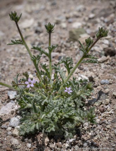 Gilia brecciarum, photographed by Tim Messick