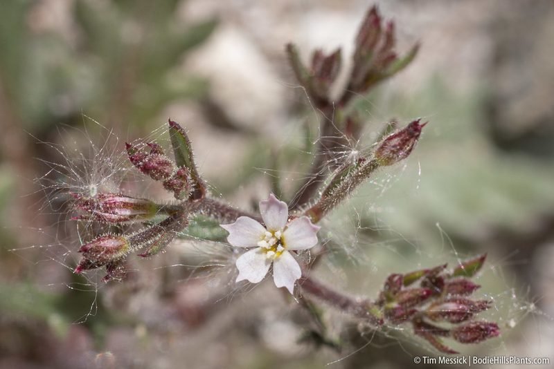 Aliciella leptomeria, photographed by Tim Messick
