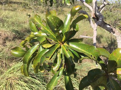 Vochysia rufa, photographed by B. Phalan