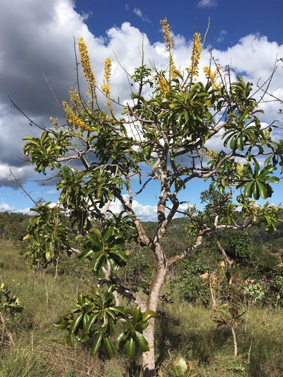 Vochysia rufa, photographed by B. Phalan