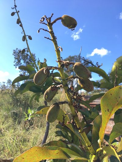 Vochysia rufa, photographed by B. Phalan