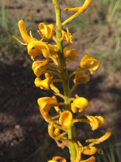 Vochysia rufa, photographed by B. Phalan
