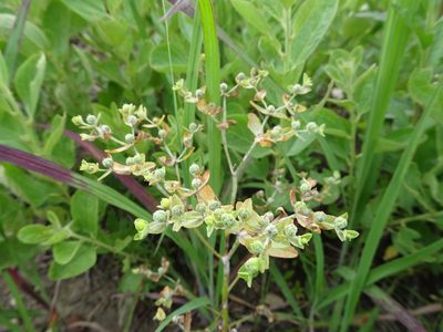 Euphorbia spathulata, photographed by Thomas Koffel