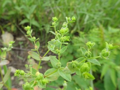 Euphorbia spathulata, photographed by Thomas Koffel