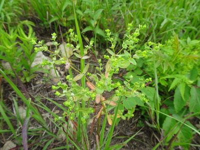 Euphorbia spathulata, photographed by Thomas Koffel