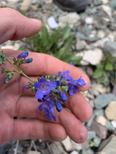 Penstemon albertinus, photographed by Spencer Quayle