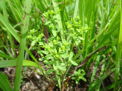 Euphorbia spathulata, photographed by Thomas Koffel