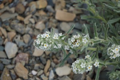 Oreocarya glomerata, photographed by Spencer Quayle
