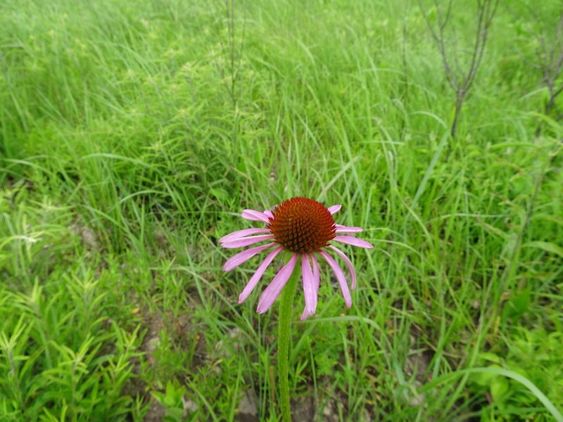 Echinacea atrorubens, photographed by Thomas Koffel