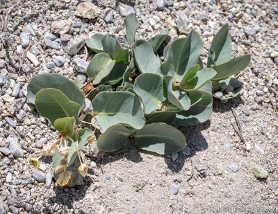 Asclepias cryptoceras, photographed by Tim Messick