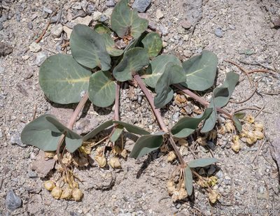 Asclepias cryptoceras, photographed by Tim Messick