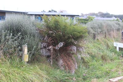 Dicksonia fibrosa, photographed by Joe Dillon