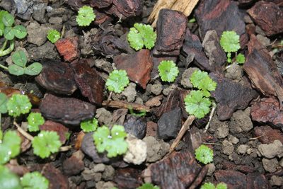 Hydrocotyle microphylla, photographed by Joe Dillon