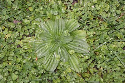 Plantago australis, photographed by Joe Dillon