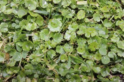 Hydrocotyle microphylla, photographed by Joe Dillon