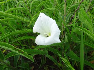 Calystegia macounii, photographed by Thomas Koffel