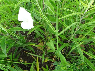Calystegia macounii, photographed by Thomas Koffel