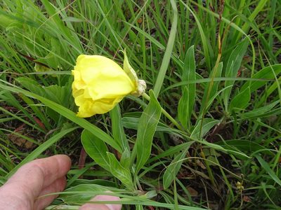 Oenothera macrocarpa, photographed by Thomas Koffel