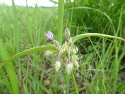 Tradescantia bracteata, photographed by Thomas Koffel