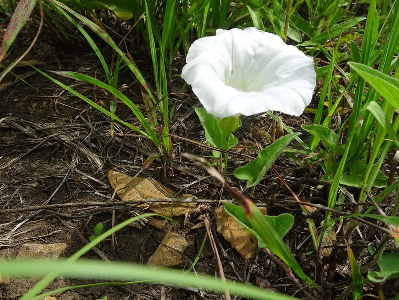 Calystegia macounii, photographed by Thomas Koffel