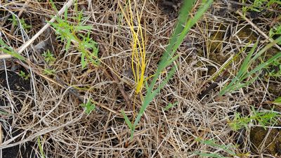 Isoetes butleri, photographed by Ryan Sorrells