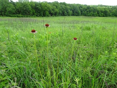 Echinacea atrorubens, photographed by Thomas Koffel