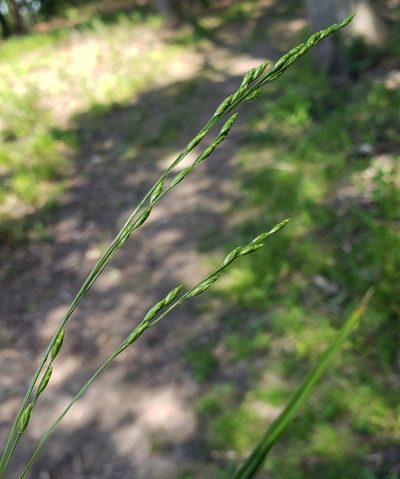 Festuca subverticillata, photographed by aarongunnar