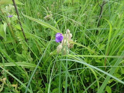 Tradescantia bracteata, photographed by Thomas Koffel
