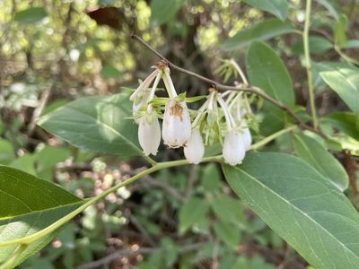 Lyonia mariana, photographed by Reid Hardin