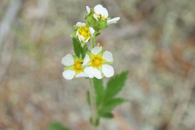 Drymocallis arguta, photographed by Owen Strickland