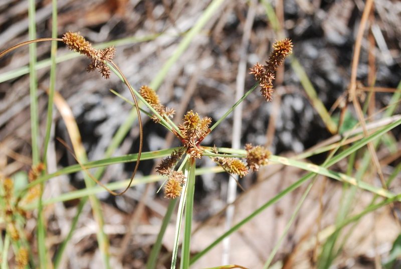 Cyperus anderssonii, photographed by Loren Cassin Sackett