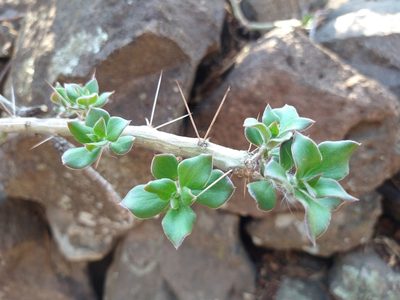 Pereskiopsis diguetii, photographed by Abraham Sánchez Romero