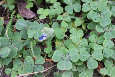 Parochetus communis, photographed by Joe Dillon