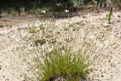 Sabulina michauxii, photographed by Quinten Wiegersma