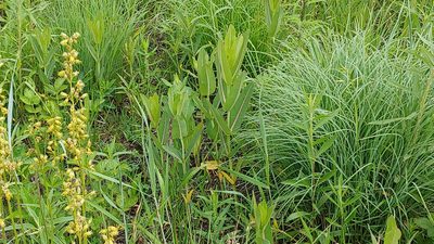 Asclepias sullivantii, photographed by Ryan Sorrells